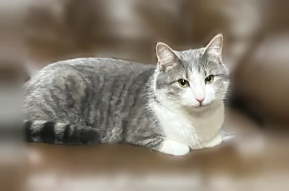 Lost male cat, Lancaster Avenue, Charleston - large gray/white - photo