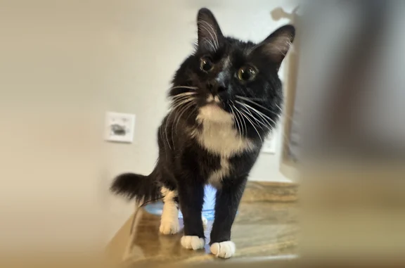 Lost male cat, Fireside Ranch...