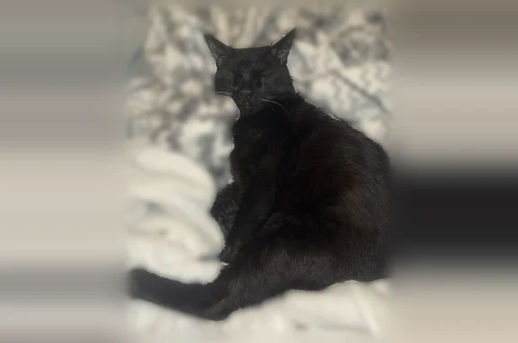 Lost cat, Andover Woods Drive, Charlotte - male with yellow eyes - photo