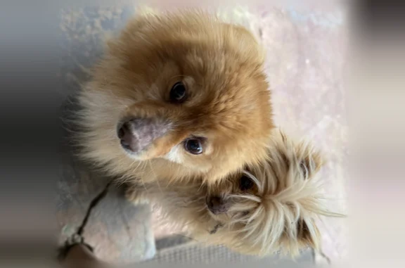 Found dog Norristown, photo: Found dog, Powell Street, Norristown - two Pomeranian males