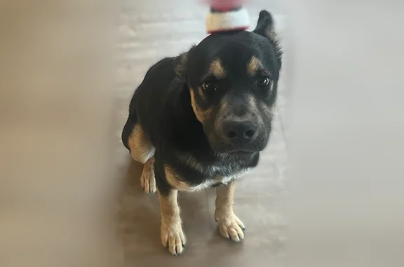 Lost dog, North Palm Brook Drive, Marana - black and brown male - photo