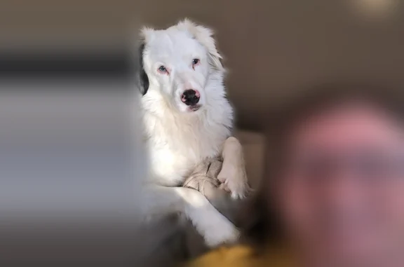 Lost pets Grain Valley, photo: Lost dog, Southwest Foxtail Drive, 710, Grain Valley - blue eyes, microchipped