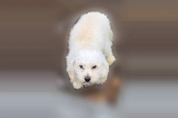 Lost dog, Clermont Avenue, 510, New York - eggshell white bichon frise/poodle - photo