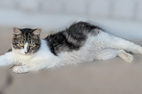 Lost pets Phoenix, photo: Lost female cat, West Tuckey Lane, Phoenix - long hair with black and grey markings
