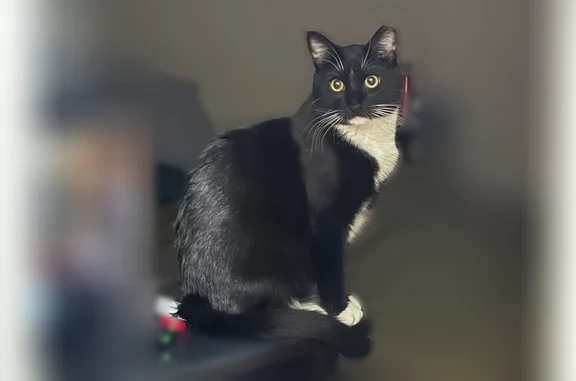 Lost pets Clifton, photo: Lost cat, Clifton, New Jersey - tuxedo with white mittens