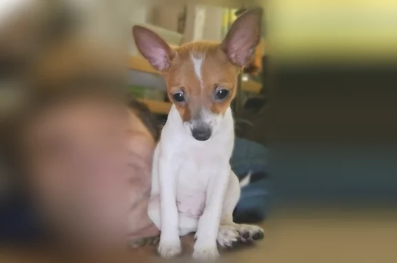 Lost dog, West Sugarland Highway, 959, Clewiston - male with white and brown leash - photo
