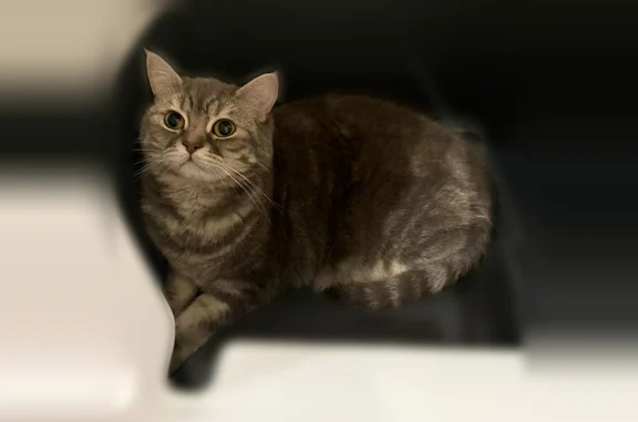 Lost male cat, Bigelow Street, Quincy - gray, medium size, friendly - photo