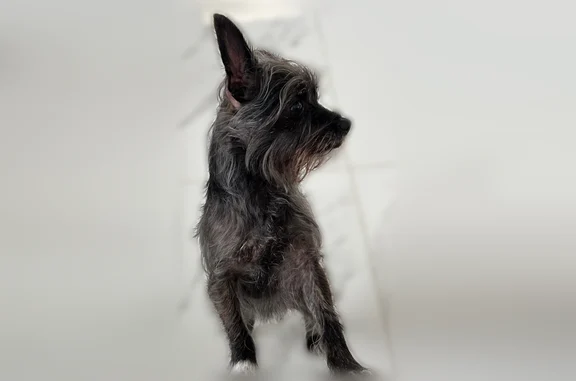 Lost female dog, Southwest 130th Avenue, Homestead - photo