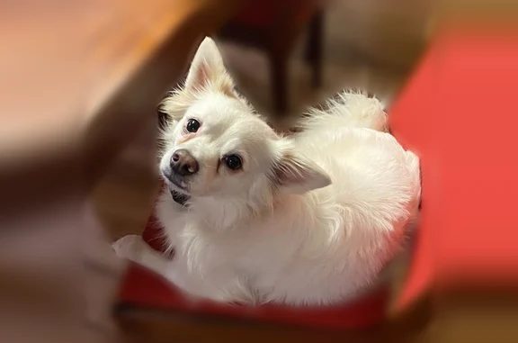 Missing dog Male, Little Rock (usl536414) - photo