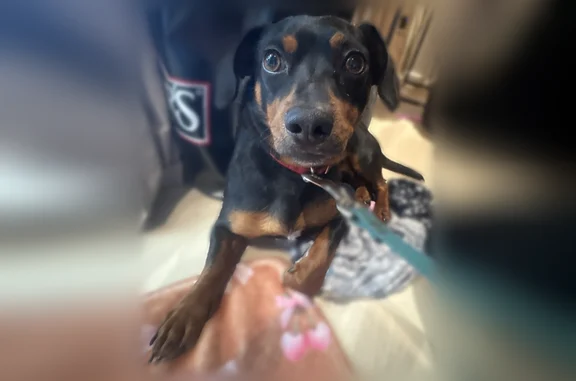 Found dog Beaverton, photo: Found male dog, Southwest 167th Place, Beaverton - black with brown and a white chest spot