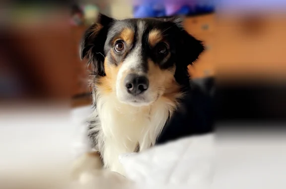 Lost dog, Minford, Portsmouth - black tan and white named Castiel - photo