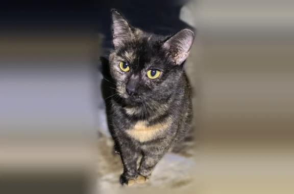 Missing cat Philadelphia, photo: Lost cat, Houghton Street, 5930, Philadelphia - clipped left ear
