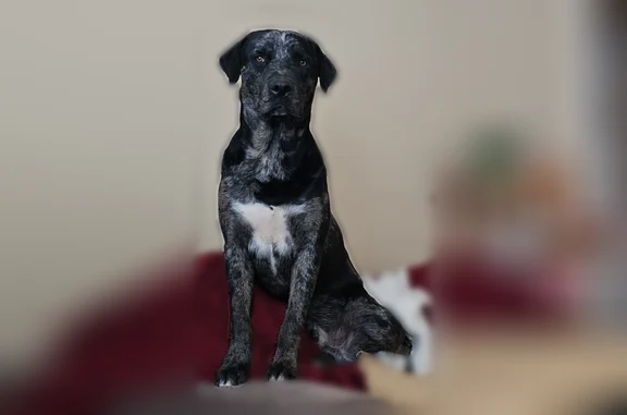 Lost male dog, Lincoln Avenue, 232, Clovis - brindle and skittish - photo