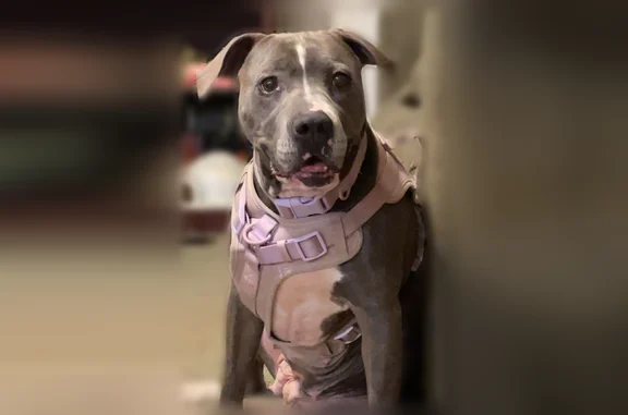 Lost dog, Cypress Lane, Climax - female, grey and white with purple collar - photo