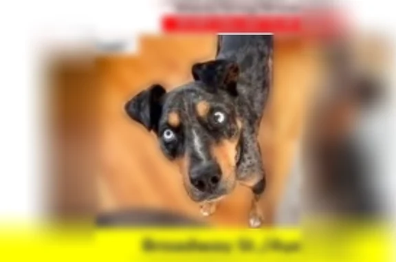 Lost male dog, Broadway, 1407,...