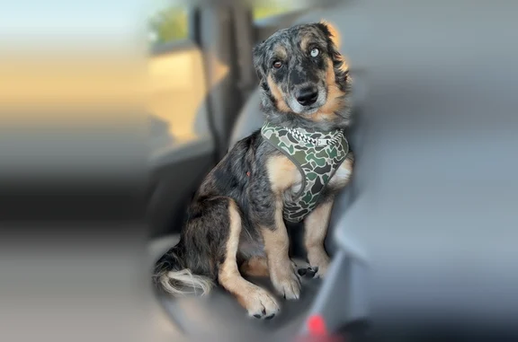 Lost dog, Green Pond Road, Dunlap - adventurous male - photo