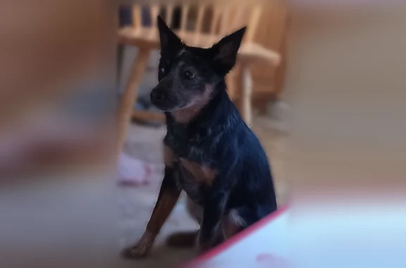 Lost pets Terre Haute, photo: Lost dog, Grand Avenue, Terre Haute - male blue heeler mix