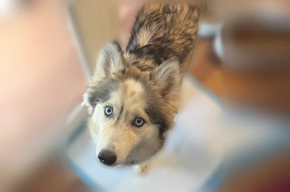 Lost dog, Paterson, New Jersey - full white coat with black and white - photo