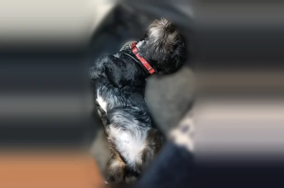 Lost dog, Belle Trees Drive, B...