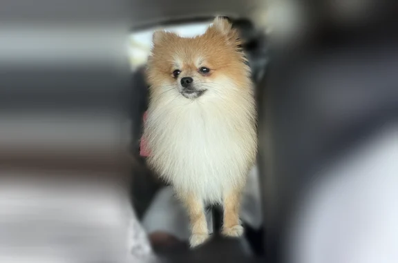 Lost dog, West Hackberry Avenu...