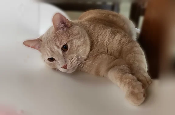 Muted ginger, 3y. O. Neutered male, microchipped. Slipped out of the house as my grandson went into the house at 1:20pm, today, May 3. Please help us bring him home. Thank you!