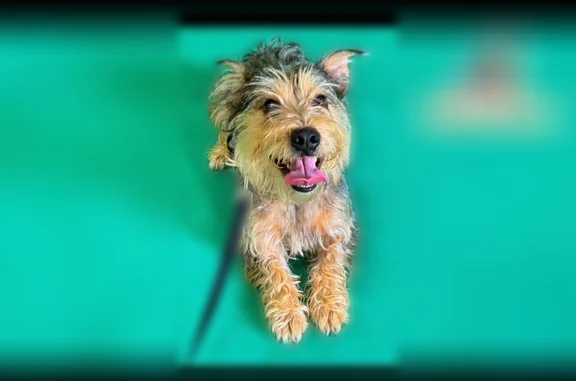 Lost dog, Yorkcrest Drive Northwest, Knoxville - male - photo