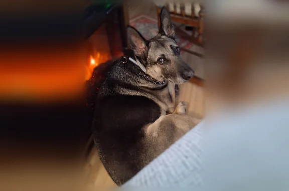 Lost dog, Knoll Crest Drive, 1...