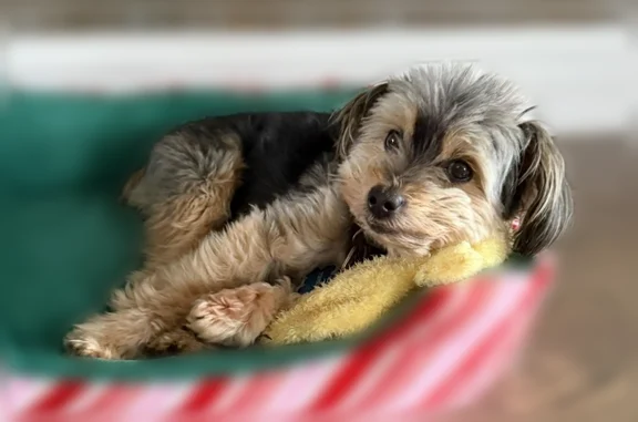 Lost male dog, North Natchez A...