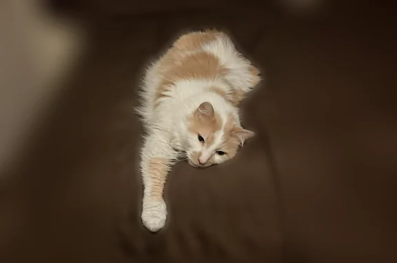 Lost cat, Cypress Drive, Champ...