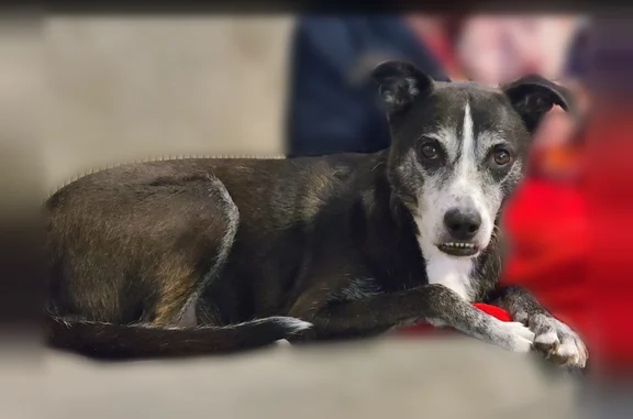 Lost dog, Pine Forest Drive, Maumelle - black/white, anxious but not aggressive - photo