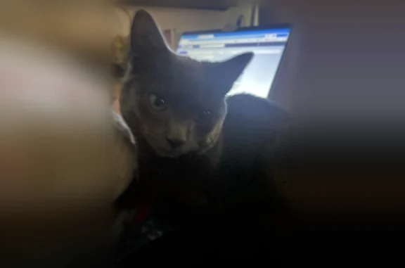 Lost male cat, Burns Avenue No...