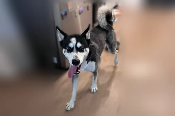 Lost and found pets Tucson, photo: Found male dog, North Herbert Avenue, Tucson