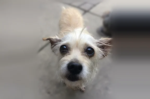 Missing dog Female, Elgin (usl536455) - photo