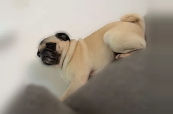 Lost dog, West Ox Road, Floris - female pug - photo