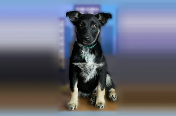 Missing dog Lakewood, photo: Lost dog, South Flower Street, Lakewood - mostly black with tan paws