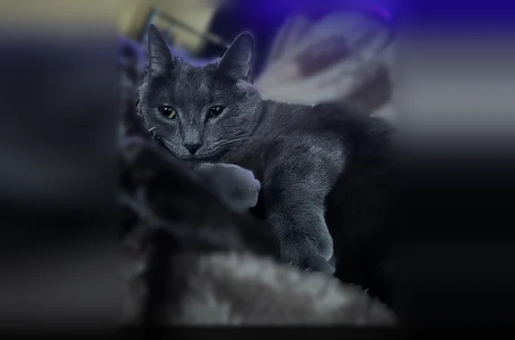 Lost female cat, East Shore Drive, South Lansing - small gray with tiger stripe tail - photo