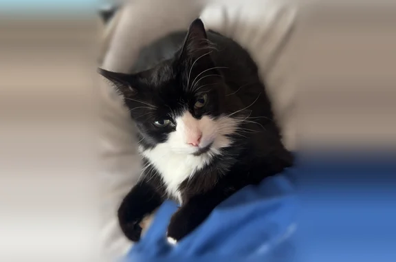 Lost cat, Walker Drive, Warren - male, super friendly - photo