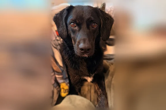 Lost dog, Sawyer Place, Louisville - black coat with blue harness - photo