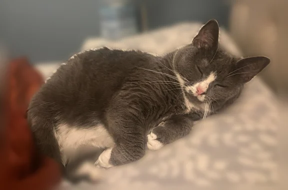 Lost and found pets Marshall, photo: Lost cat, Marshall Street, Marshall - female with white markings