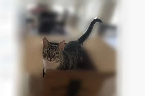 Lost cat, East Blue Spruce Lane, Gilbert - female with white paws - photo