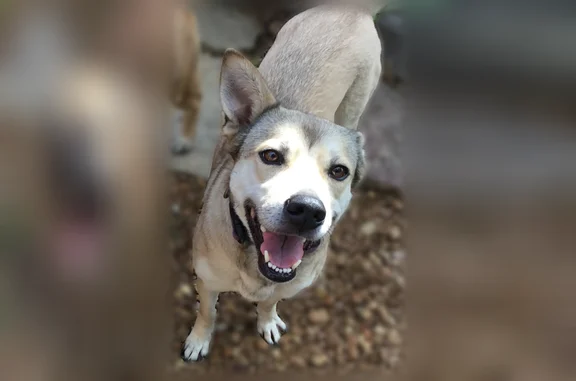 Lost and found pets Memphis, photo: Found dog, Memphis, Tennessee - male Sheppard named Buddy