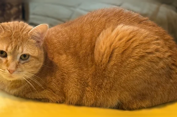 Lost female cat, Tower Hill Road, Morris Plains - orange and skittish - photo