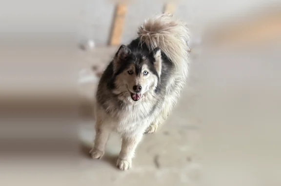 Lost dog, Alturas Circle, Orem - friendly female husky - photo