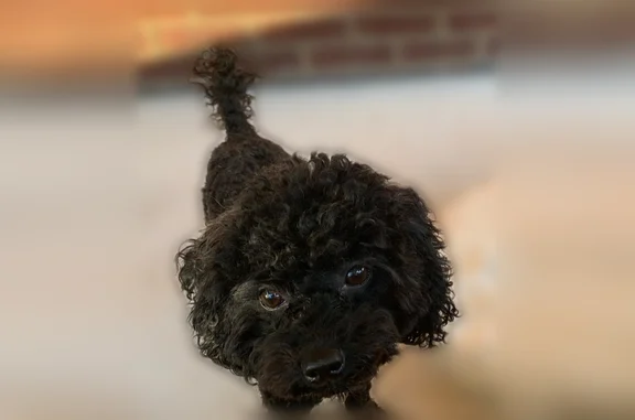 Lost dog, Westover Drive Southeast, Washington - black coat with gray hairs - photo