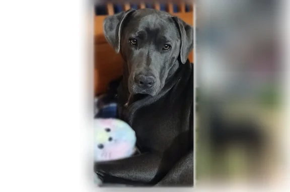 Lost dog, Grandview Avenue, Yermo - female Blue-Grey Lab\Corso mix - photo