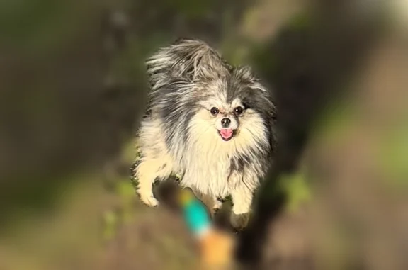 Lost dog, Santa Clara Road, Middletown - black & white Pomeranian - photo