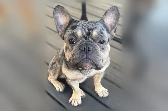Lost dog, Northwest 24th Court, 1600, Miami - black gray tan Merle, super friendly - photo