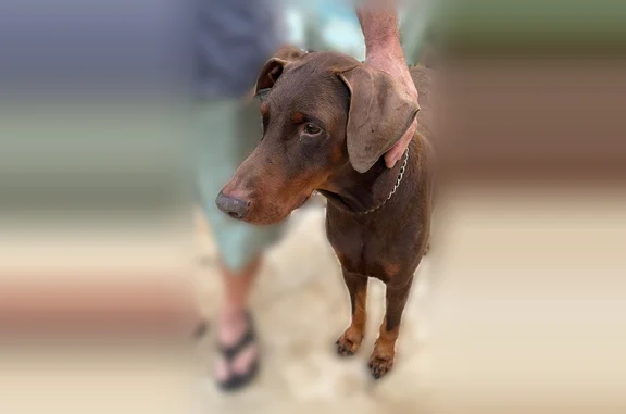 Found dog Plantation, photo: Found dog, Southwest 70th Avenue, Plantation - brown male Doberman