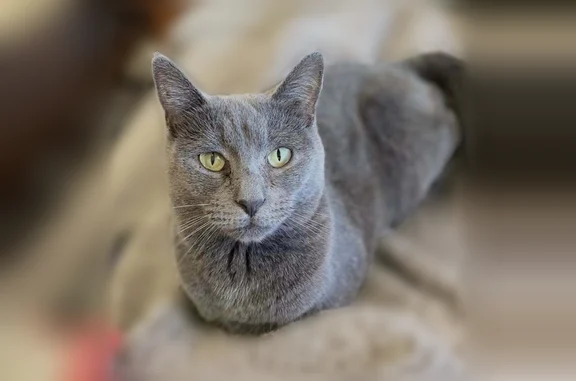 Missing cat Kearney, photo: Lost cat, East 8th Street, Kearney - small, solid gray with green eyes