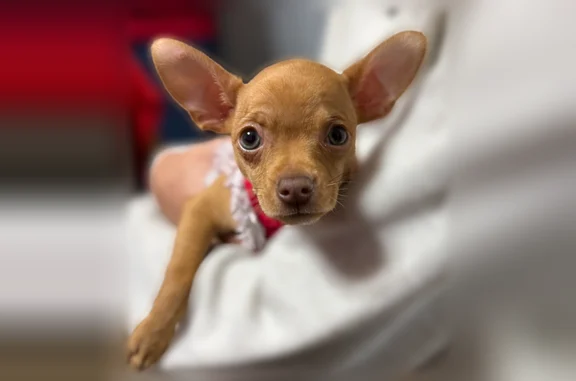 Lost dog, South Hoxie Avenue, 10700, Chicago - female with green eyes - photo